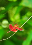 紅蜻蜓 DSC_6310C