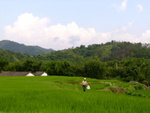 綠油油的稻田DSCF0589