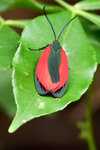 紅帶網斑蛾 DSC_1805_1