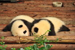 三個月的熊貓寶寶DSC_8982