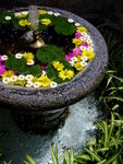Pretty fountain in a private garden - DSCF4705