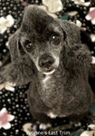 pets 1