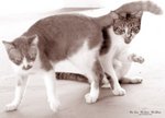 pets 2