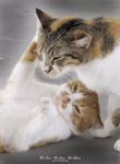 pets 4