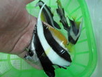 02 - 4" 關刀 ( $70 )