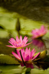 IMG_2039s