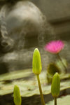 IMG_2043s