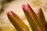 IMG_2045s