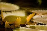 IMG_3963s