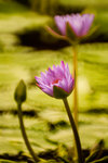 IMG_3971s