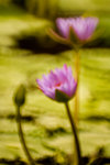 IMG_3972s