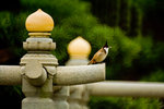 IMG_3976s