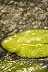 IMG_3984s