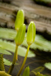 IMG_3986s