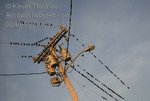 0248-0909-0712-5139_birds_on_wire