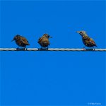 0912291859161three_birds_on_a_wire