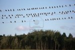 4525600-birds-sit-on-power-lines-before-great-autumn-migration