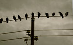 Birds_on_a_Wire_by_DawnAllynnStock