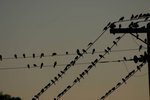 Birds_on_wire_op_800x533