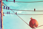 angry-bird-on-a-wire