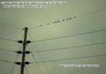 bird-on-a-wire