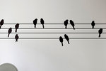 bird-on-a-wire_420