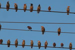 birds-on-a-wire2