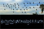 birds-on-a-wire-e1319461040366