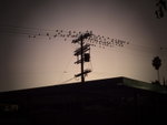 birds-on-a-wire-flash