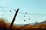 birds_on_a_wire_jpg_scaled1000