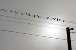 birds-on-wire