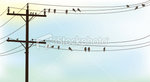 stock-illustration-6993023-birds-on-a-wire