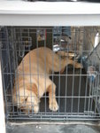 The Guard Dog is sad enough....