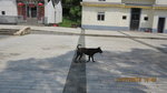 野犬不知多優游自得