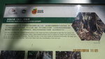 板根，第一次見