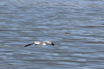IMG_8095