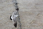 IMG_8482