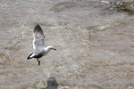 IMG_8483
