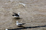 IMG_8484