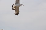 IMG_8493