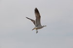IMG_8503
