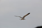 IMG_8504