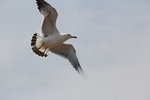 IMG_8505