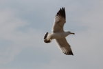 IMG_8516