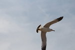 IMG_8524