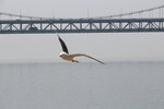 IMG_8525
