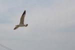 IMG_8530