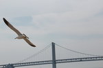 IMG_8532