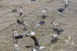 IMG_8533