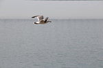 IMG_8542